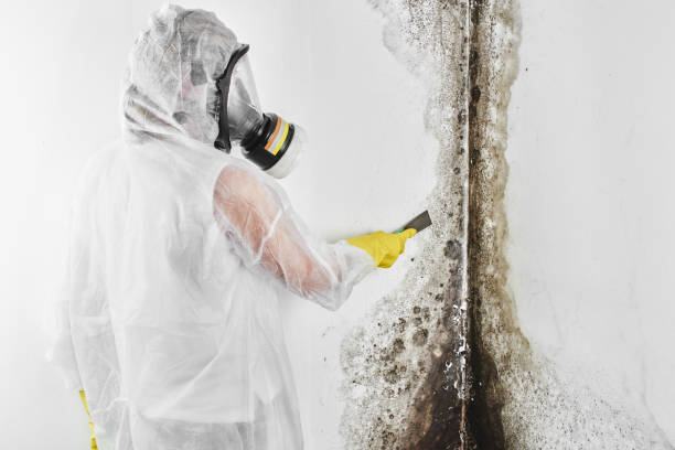 Best Commercial Mold Remediation in Lakes East, CT